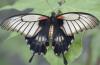 Papilio sp.